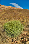 Flowers, plants and trees on mountain side in South Africa