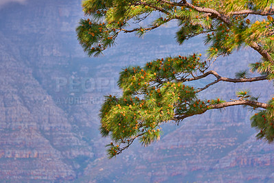 Buy stock photo Landscape of trees against a mountain background in South Africa, Western Cape . Closeup of greenery and vegetation in nature in a secluded popular natural environment for tourism in summer