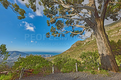 Buy stock photo Peaceful and scenic view of foliage near a city. Beautiful landscape of nature in Cape Town, South Africa on a summer day. Big tree surrounded by a mountain and green plants outdoors in during spring