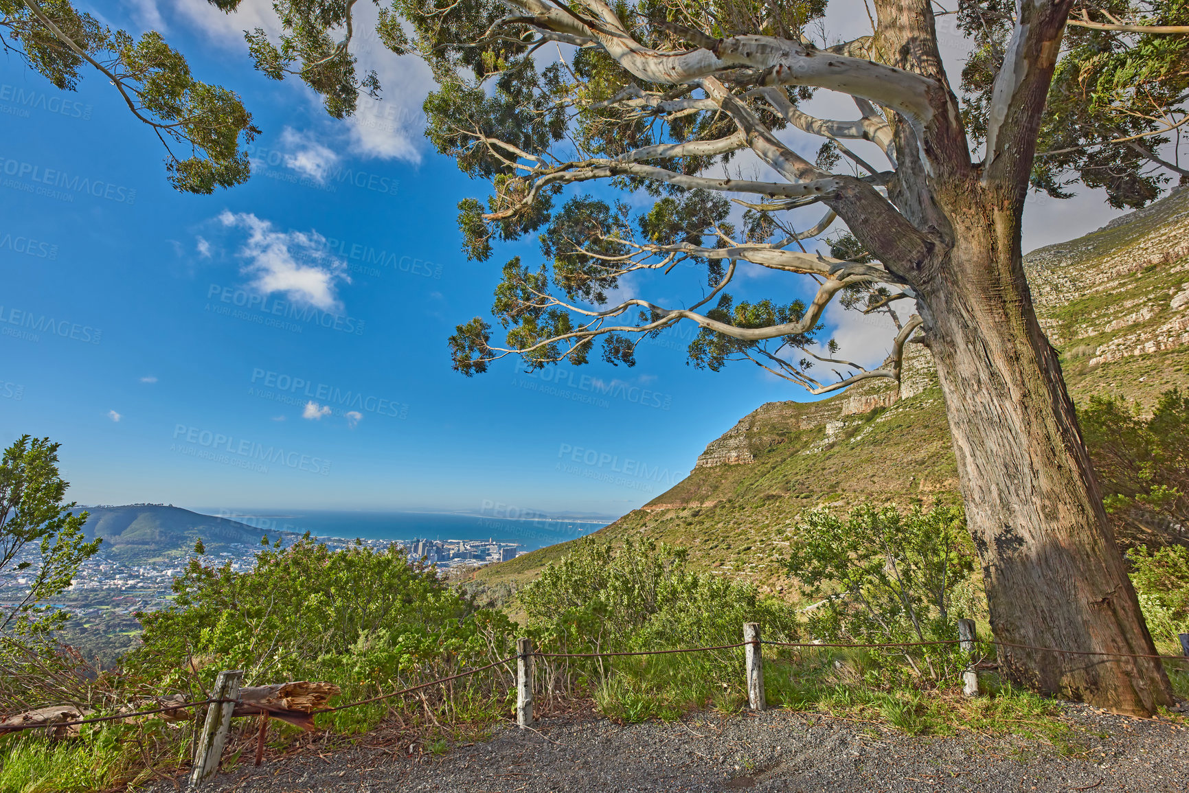 Buy stock photo Peaceful and scenic view of foliage near a city. Beautiful landscape of nature in Cape Town, South Africa on a summer day. Big tree surrounded by a mountain and green plants outdoors in during spring