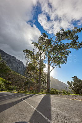 Buy stock photo Tall trees along a road leading to Table Mountain,  Cape Town, South Africa against a sky background. A path on a peaceful mountain landscape with scenic views of lush green rows of nature in harmony