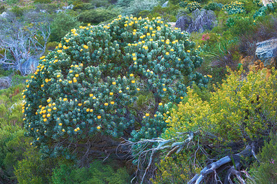 Buy stock photo Yellow fynbos flowers and other plant species growing on Table Mountain, Cape Town in South Africa. Green bushes and shrubs along a hiking trail in a serene and uncultivated nature reserve in summer