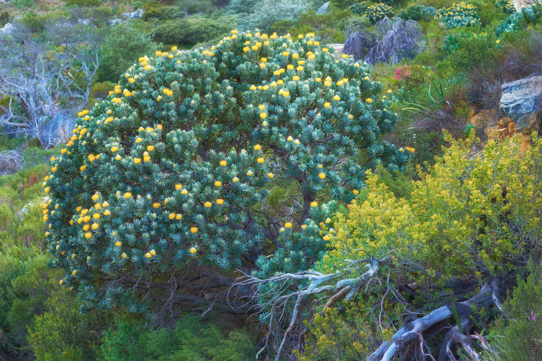 Buy stock photo Yellow fynbos flowers and other plant species growing on Table Mountain, Cape Town in South Africa. Green bushes and shrubs along a hiking trail in a serene and uncultivated nature reserve in summer