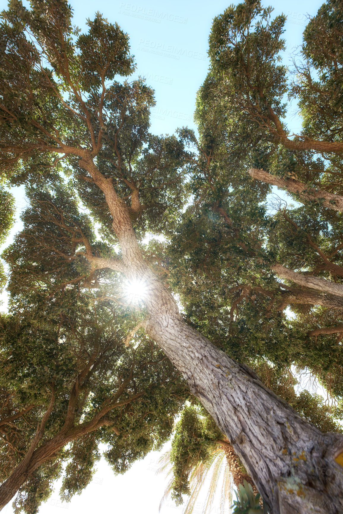 Buy stock photo Sun shining through the branches of a tree on a clear blue sky background. Low angle nature landscape of an old tree trunk with lush leaves growing in the wild or in a remote forest