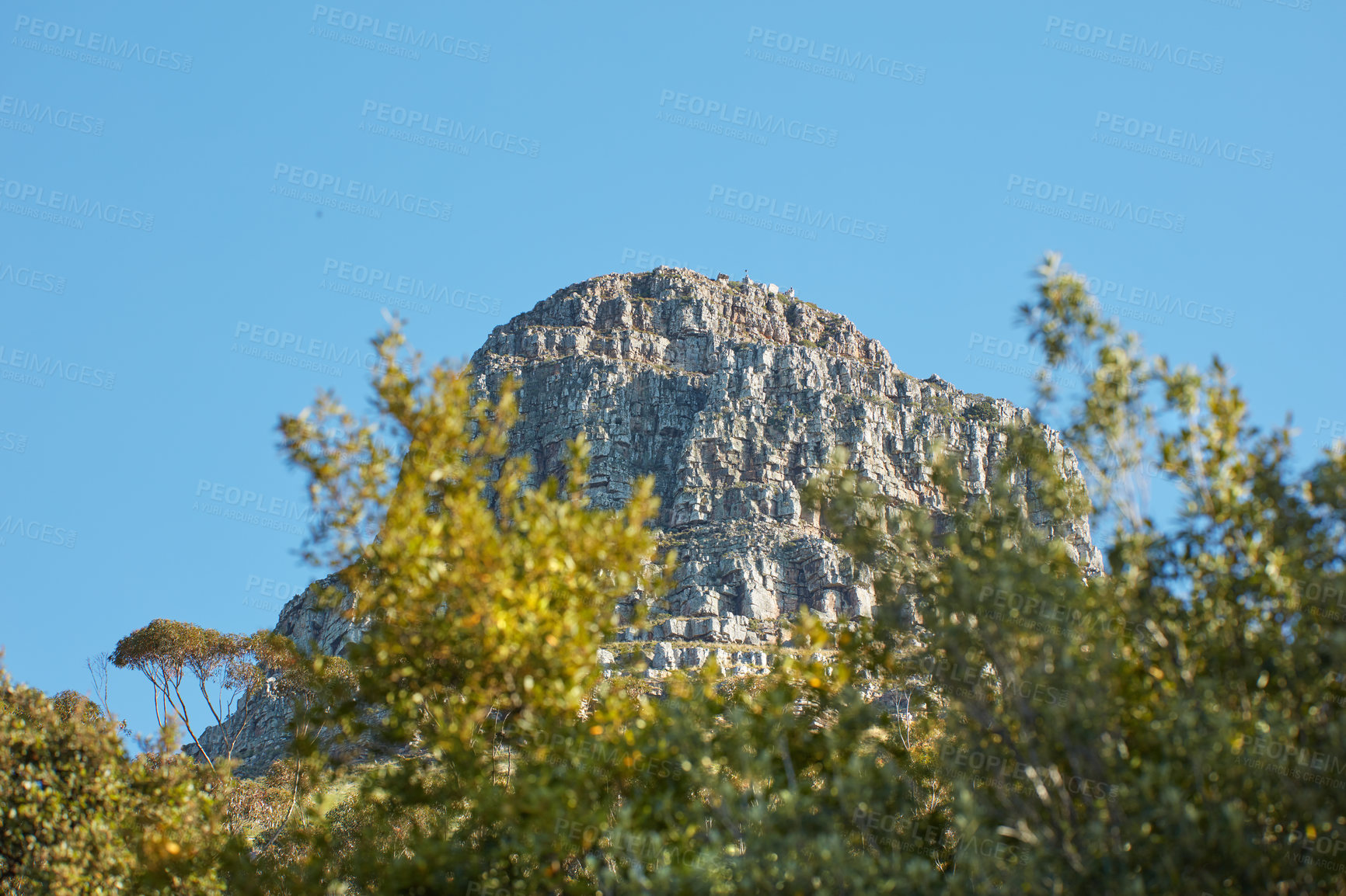 Buy stock photo Landscape of Table Mountain in Cape Town against a clear blue sky background with copy space. Beautiful scenic view of plants around an iconic natural landmark on a sunny day outside