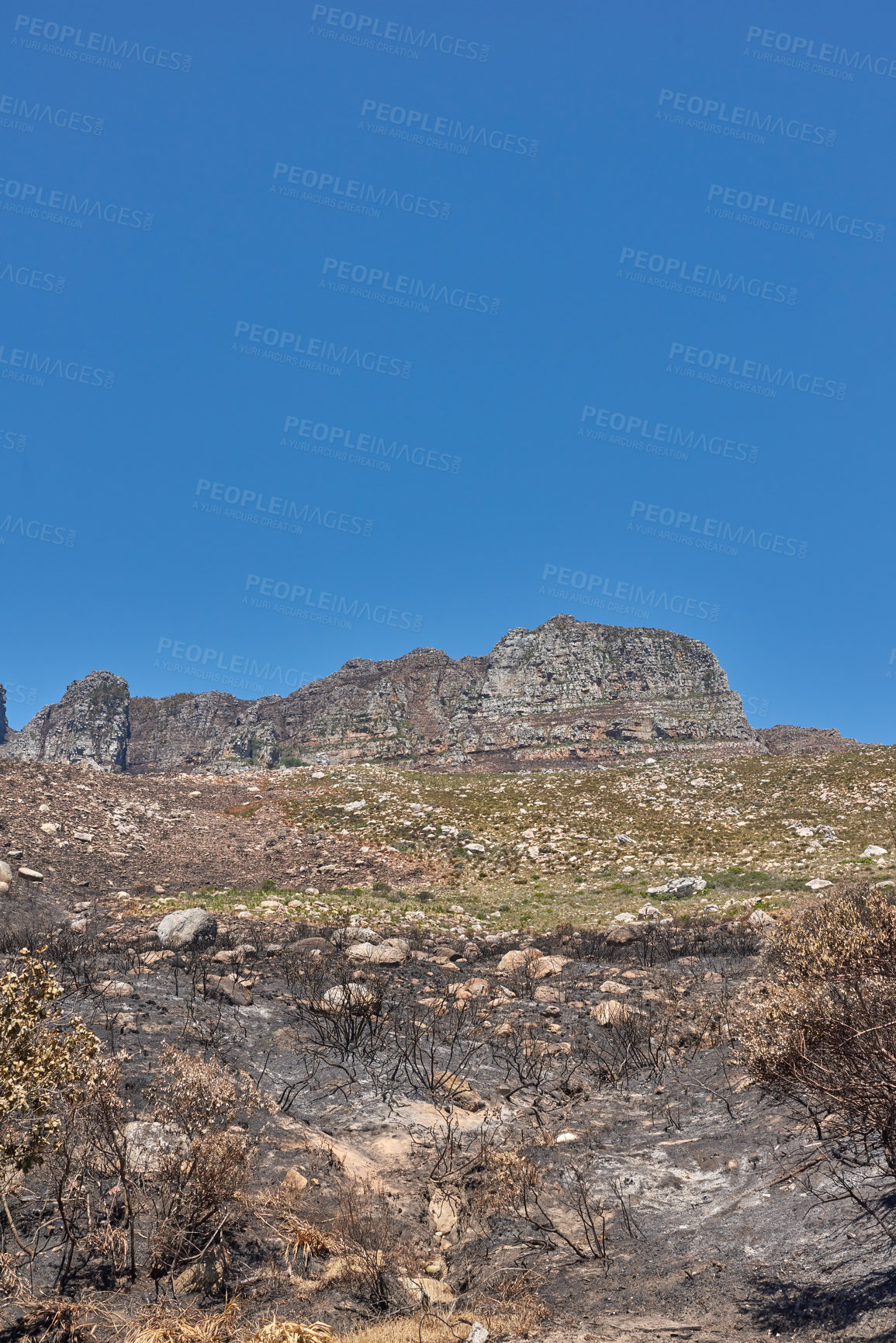 Buy stock photo The aftermath of a natural mountain landscape destroyed by wildfire destruction on table mountain in Cape Town, South Africa. Burnt bushes, shrubs, plants, and vegetation after a fire disaster
