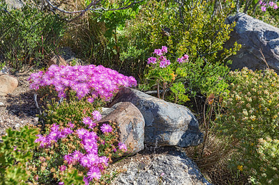 Buy stock photo Pink aster fynbos flowers growing on rocks on Table Mountain, Cape Town, South Africa. Lush landscape of shrubs with colorful flora and plants in a peaceful and uncultivated nature reserve in summer