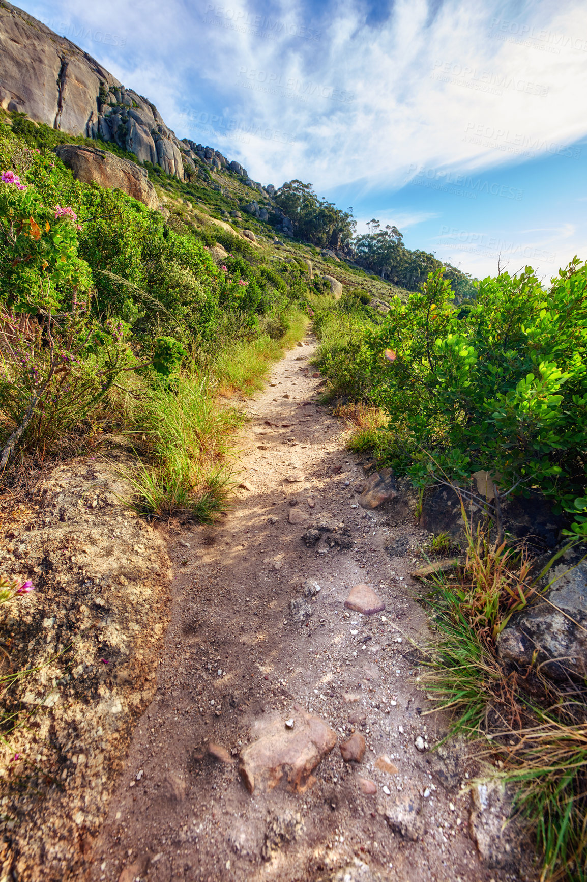 Buy stock photo Trail on Table Mountain with vibrant, beautiful nature along a path in a forest. Trees and lush green bushes growing in harmony. Peaceful soothing fresh air with stunning views of natural landscape
