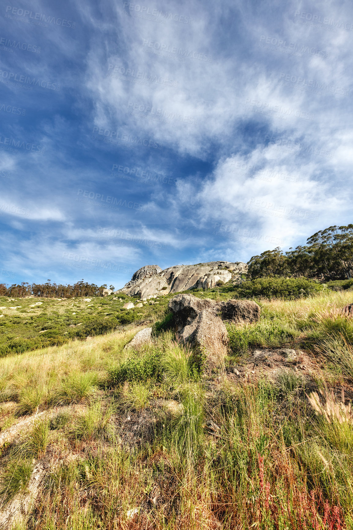 Buy stock photo Copy space with a scenic hiking trail through lush grassland along Table Mountain, South Africa with a cloudy blue sky background. Rugged, remote and quiet landscape to explore in the wilderness 
