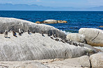  Penguins on Boulders Beach, SimonsTown