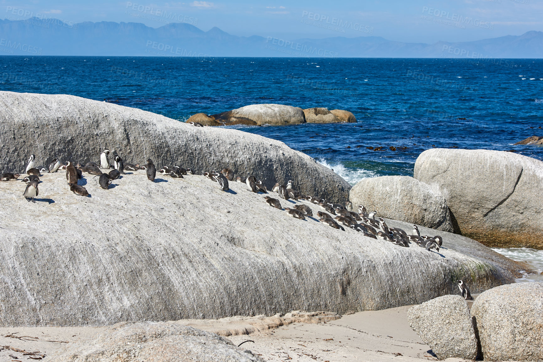 Buy stock photo Group of black footed penguins at Boulders Beach, South Africa gathered at the sea shore. Colony of endangered jackass or cape penguins from the spheniscus demersus species in their natural habitat