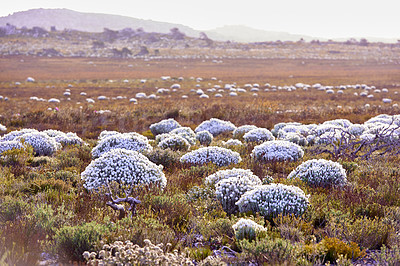 Buy stock photo Silver Everlasting (Syncarpha vestita) flower. Growing up to 1m tall, this compact, much-branched shrublet has soft woody stems and branches and a thick covering of grey-woolly hairs that feels like felt- Location of photo: the wilderness of Cape Point National Park, Western Cape, South Africa