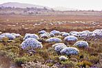 The wilderness of Cape Point National Park