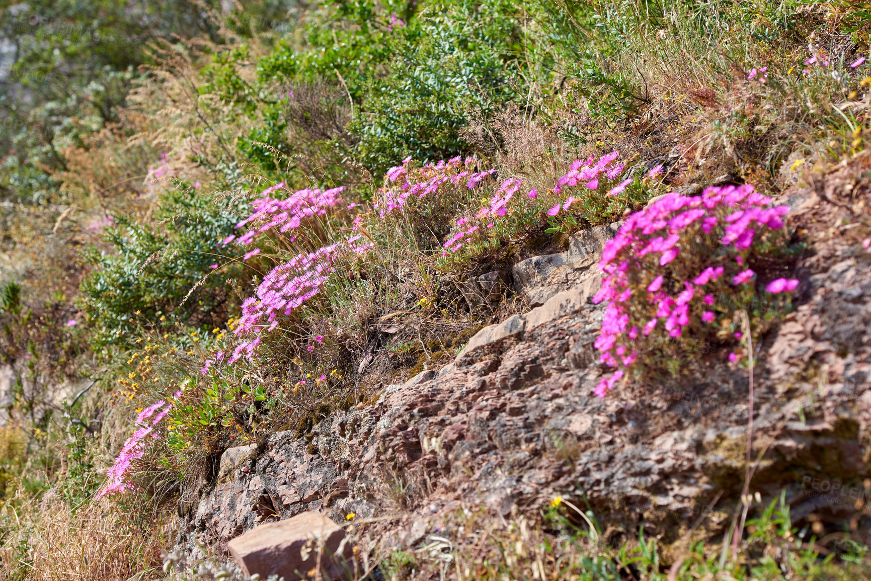 Buy stock photo Beautiful Trailing Ice plants and green lush bushes growing peacefully on a mountain in Cape Town. Large area of wilderness in rural landscape with calming fresh air, ecological life and harmony