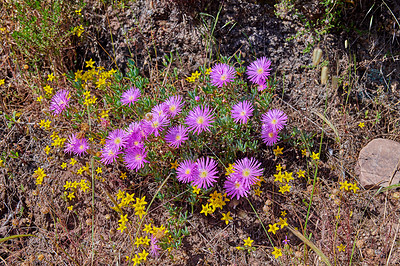 Buy stock photo Pink aster fynbos flowers growing on rocks on Table Mountain, Cape Town, South Africa. Dry bushes and shrubs with with flowering plants in peaceful, serene and uncultivated nature reserve in summer