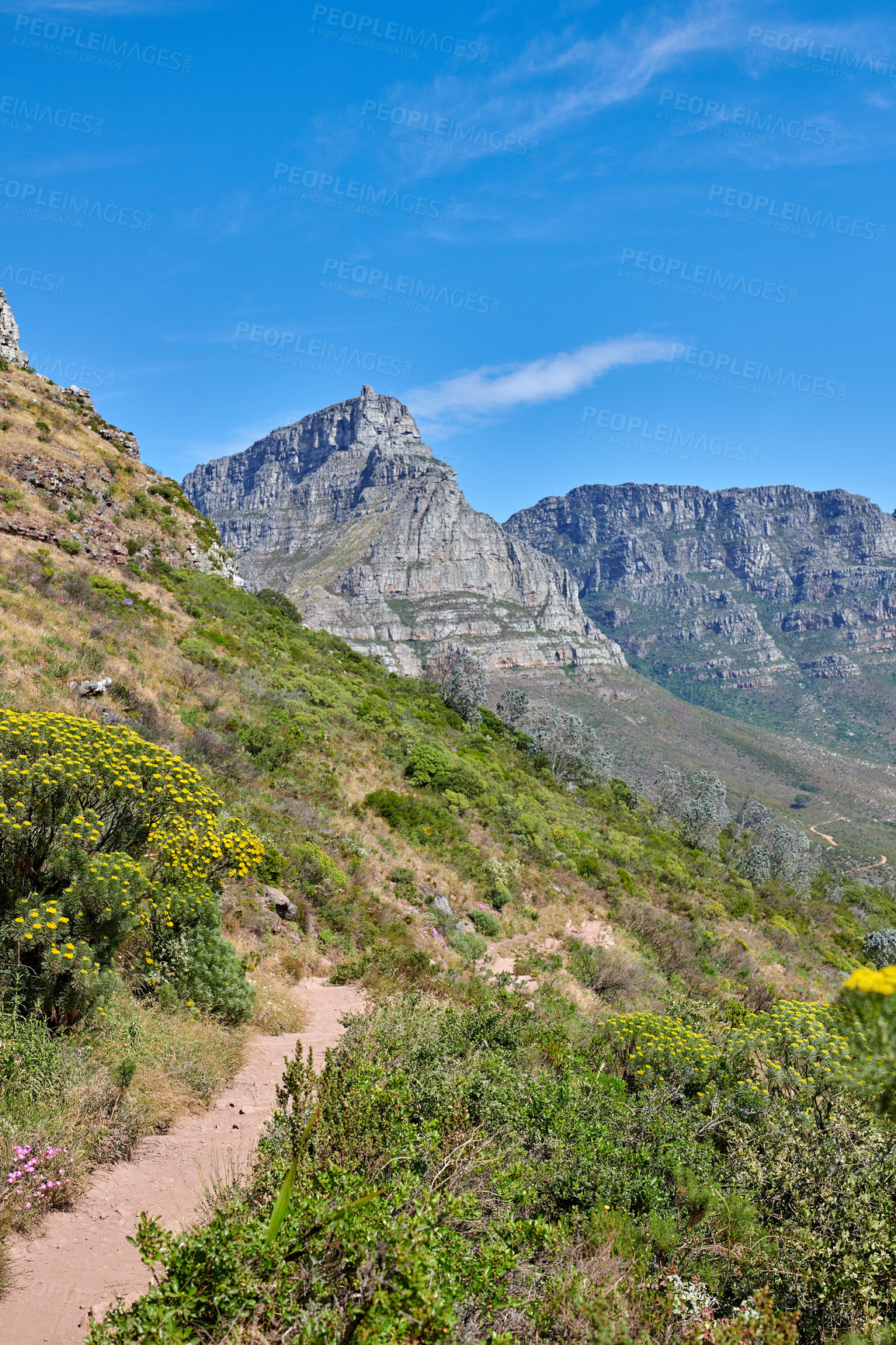 Buy stock photo Scenic hiking trail through plants and shrubs along Table Mountain with copy space. Rugged path in nature to explore during a walk in the fresh air. Remote and quiet landscape in the wilderness