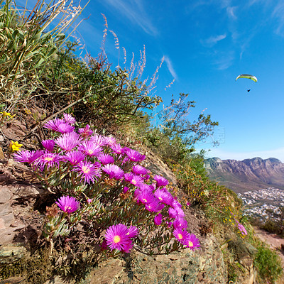Buy stock photo Pink flowers growing on a mountain slope with a paraglider flying in the blue sky background. Colorful flora with of carpobrotus edulis from the ice plant species in natural environment