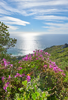 Buy stock photo Pink ivy geranium flowers growing in their natural habitat with the ocean in the background. Lush landscape of pelargonium plants in a peaceful and uncultivated reserve with the sea on the horizon