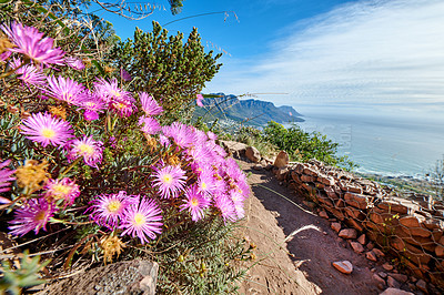 Buy stock photo Pink flowers growing on a mountain with rugged hiking trail and blue sky background by the sea. Colorful flora in the  carpobrotus edulis or ice plant species blooming in nature