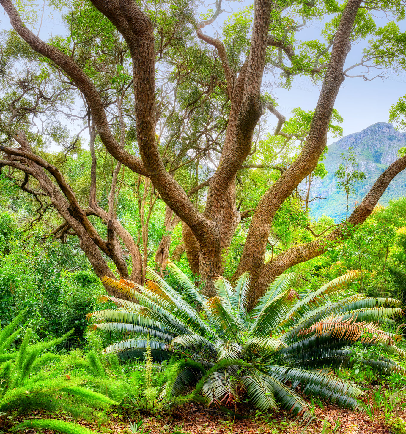Buy stock photo Flowers, plants and trees in Kirstenbosch Botanical Gardens in Cape Town, South Africa. Landscape view of a beautiful and unique tree growing with greenery and vegetation in a popular tourist city 