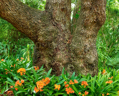 Buy stock photo Trees plants and flowers outside on sunny Summer day Natural isolated beautiful area is serene tranquil and colorful. Landscape is found in Kirstenbosch National Gardens in Cape Town South Africa