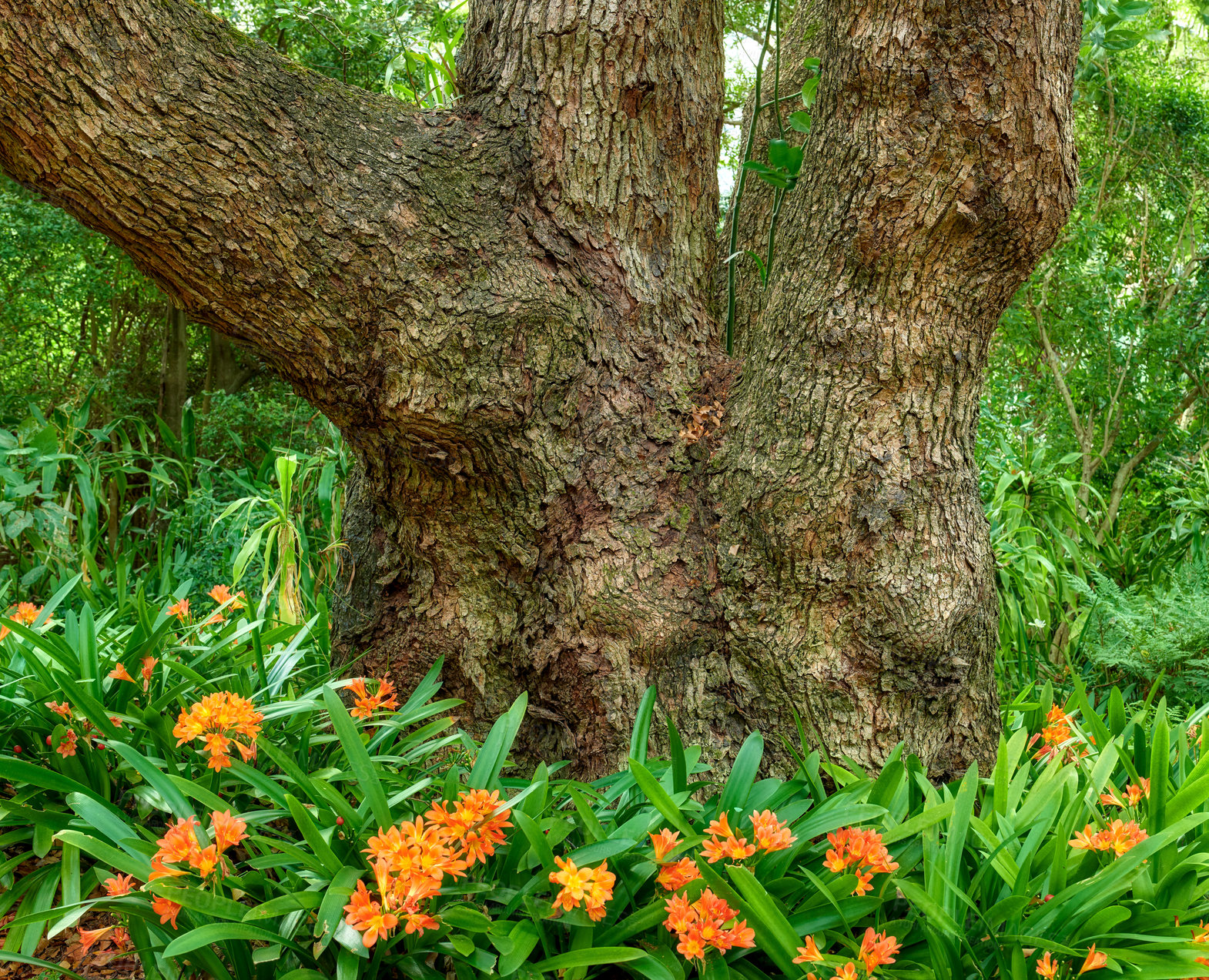 Buy stock photo Trees plants and flowers outside on sunny Summer day Natural isolated beautiful area is serene tranquil and colorful. Landscape is found in Kirstenbosch National Gardens in Cape Town South Africa