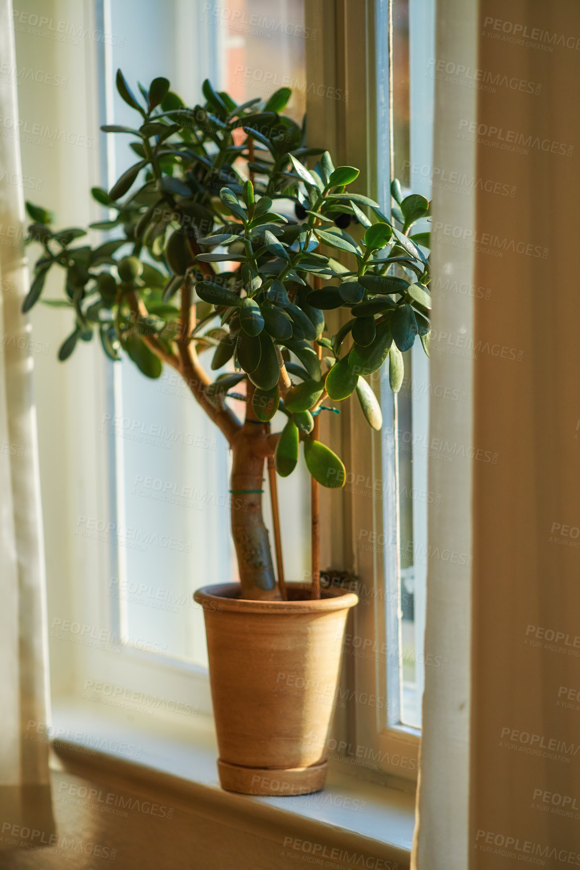 Buy stock photo Jade or crassula pot plant growing in pot as interior home decoration and believed to bring good luck. Small lucky or money tree near bright living room or study window used to improve oxygen quality