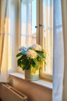 Buy stock photo A vase of fresh Bigleaf Hydrangeas neatly arranged on a window. Beautiful white flowers against soft sunlight in a house. Decorative petals and leaves adding zen and beauty to a show room of a rental