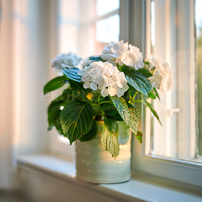 Buy stock photo Beautiful white hydrangeas displayed in a vase on a windowsill old at home. Pretty flowers in a jar of a home for decoration and color in a room. Perennial flora with leaves on display in a vessel