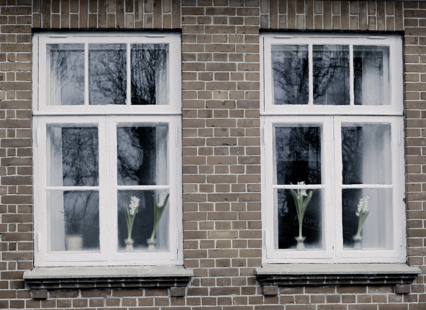 Buy stock photo Closeup of glass windows on an old house or cottage built with brick walls. Exterior of a residential home with white wooden windowpanes shut close and vases of white flowers as decoration