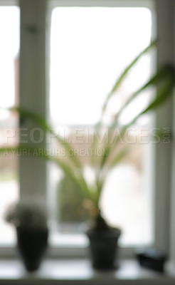 Buy stock photo Defocused fresh plant on a Windowsill with copy space. Beautiful flowers against soft sunlight in a house. Decorative shoots and leaves adding zen and beauty a modern corner space 