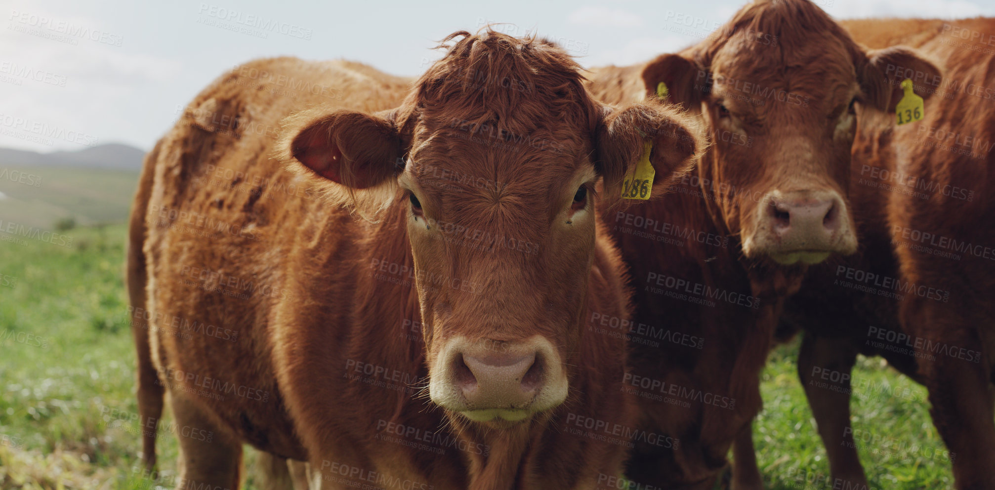 Buy stock photo Shot of a herd of cows on a farm