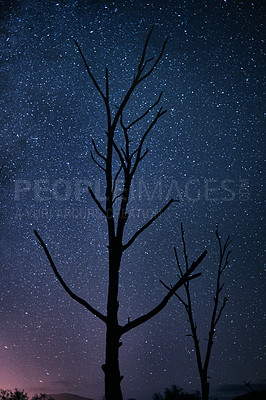 Buy stock photo Night, sky and silhouette of trees by stars, galaxy and universe outdoor in nature by astrology an cosmos. Space, peace and shadow of plants by sunset, environment and light for calm in forest