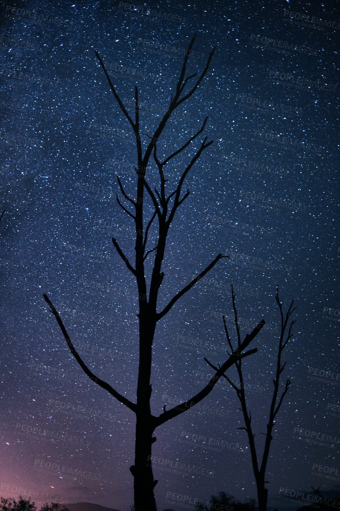 Buy stock photo Night, sky and silhouette of trees by stars, galaxy and universe outdoor in nature by astrology an cosmos. Space, peace and shadow of plants by sunset, environment and light for calm in forest