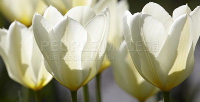 Buy stock photo Closeup of white Tulips on a sunny day. Zoom in on seasonal flowers growing in a calm field or garden. Macro details, texture and natures pattern on petals in a zen meadow or garden