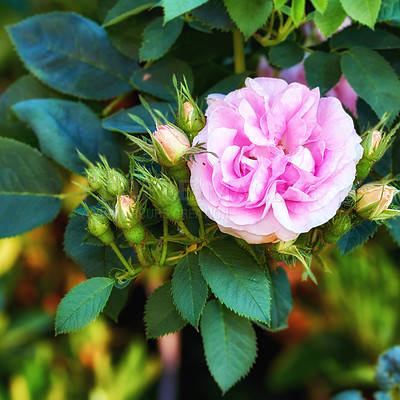 Buy stock photo A photo of a beautiful rose