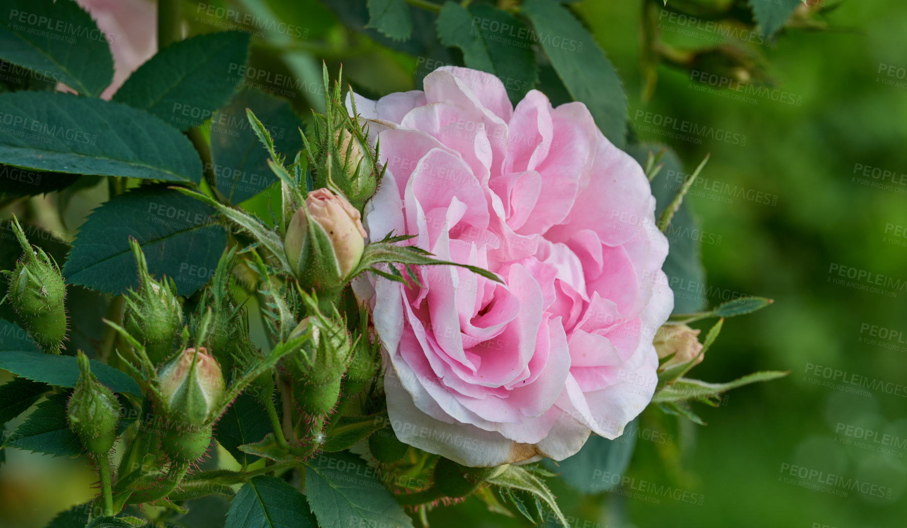 Buy stock photo Beautiful pink rose growing on a tree in a backyard garden in summer. Closeup of one single flower blossoming in a park or on a lawn for landscaping during spring. Zoom of a flowering plant in nature