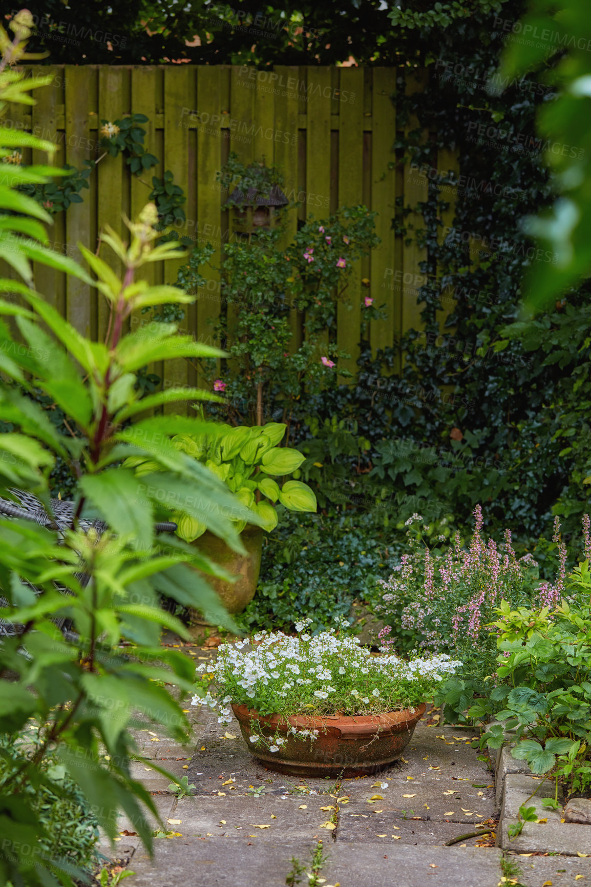 Buy stock photo Vibrant green garden by a fence outdoors in a backyard of a home or house. Botanical yard with plants and flowers growing near a wooden barrier on a spring day. Flourishing foliage outside in a yard