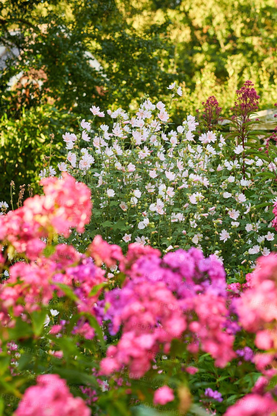 Buy stock photo Beautiful musk mallow and garden phlox flowers blooming and blossoming outside on a sunny day. Flowering plants flourishing on a flowerbed amongst trees and greenery for outdoor landscaping in spring