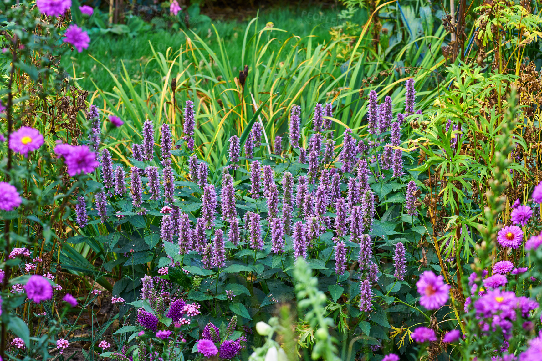 Buy stock photo A series of beautiful garden photos