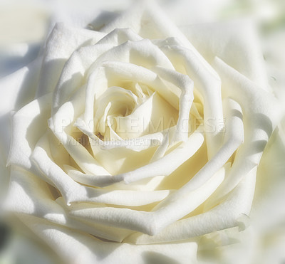 Buy stock photo A photo of a beautiful rose