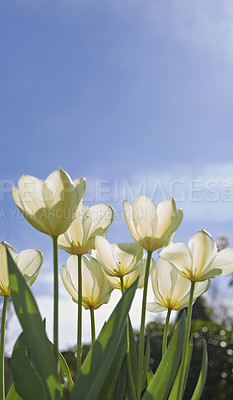 Buy stock photo White tulips growing against a clear sky on a sunny day. Closeup of seasonal flowers blooming in a calm field or garden. Macro details, texture and nature pattern of petals in a zen meadow or garden