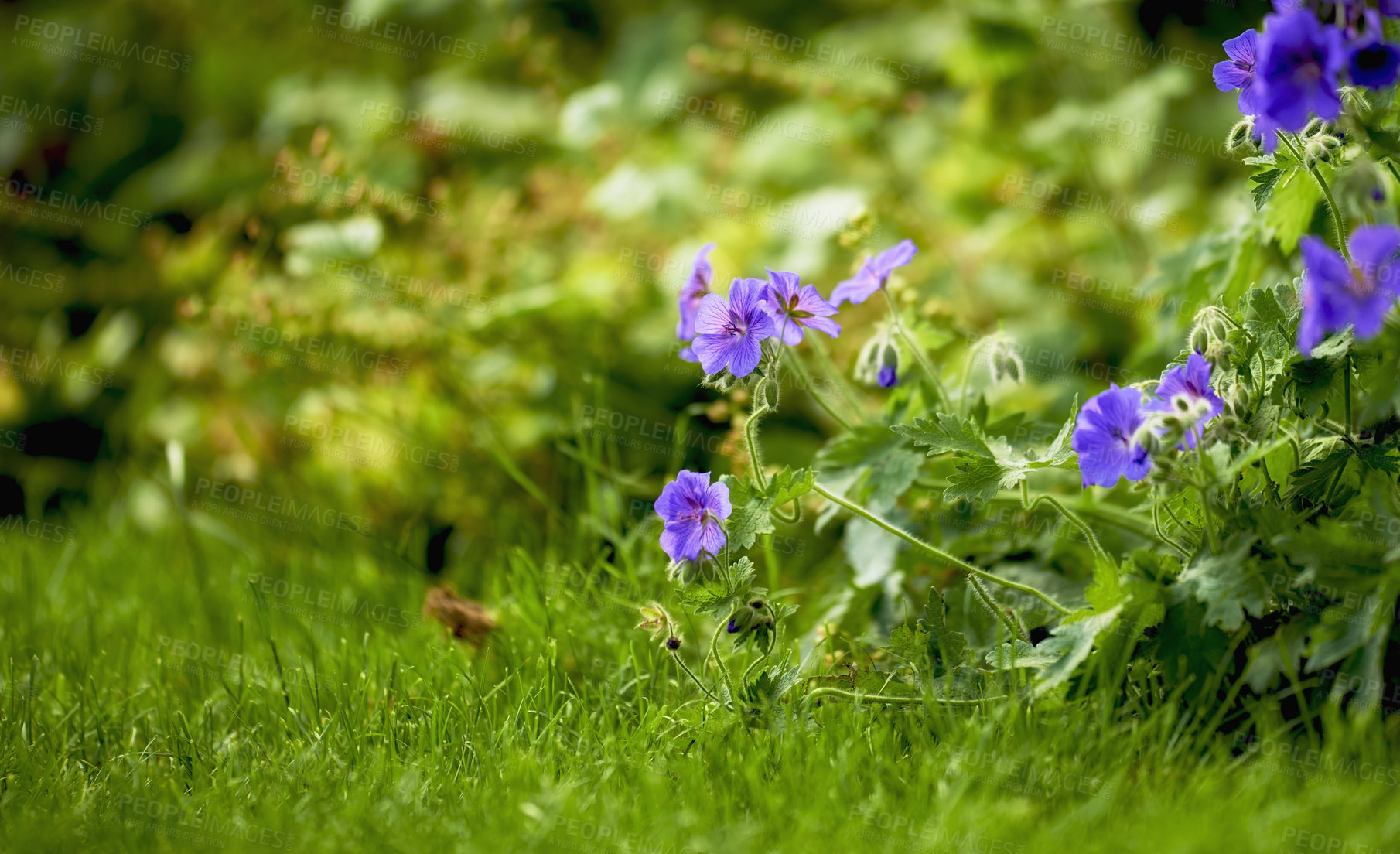 Buy stock photo Beautiful Himalayan cranesbill flower, species of geraniums, growing in a field or botanical garden outdoors. Beautiful plants with vibrant violet petals blooming and blossoming in a lush environment