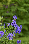 Blue Geranium