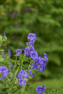 Buy stock photo Blue meadow geranium flowers in a backyard garden in summer. Violet flora growing and blooming in a park or on a lawn against a green nature background in spring. Flowering plant blossoming in nature