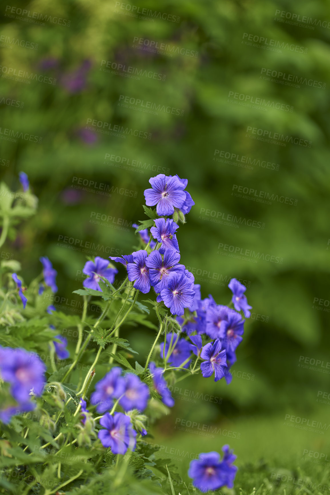 Buy stock photo Blue meadow geranium flowers in a backyard garden in summer. Violet flora growing and blooming in a park or on a lawn against a green nature background in spring. Flowering plant blossoming in nature