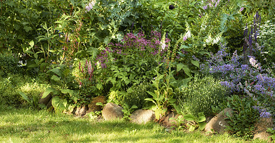 Buy stock photo Pink and purple common foxgloves growing and flowering in a lush green garden at home. Bunch of digitalis purpurea bushes blooming in landscaped and horticulture backyard as medicinal herbal plants