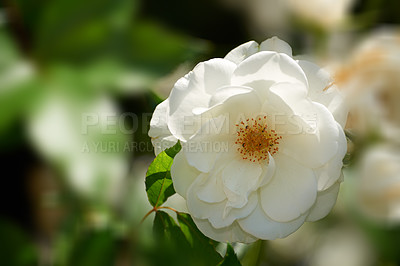 Buy stock photo A photo of a beautiful rose