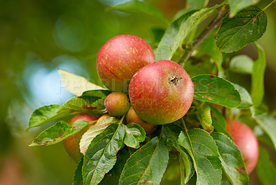 Buy stock photo Fresh red apples growing on a farm on a green fruit tree during the autumn season. Healthy and organic crops ready for harvest outdoors in nature on a summer day. Detail of an orchard in a park