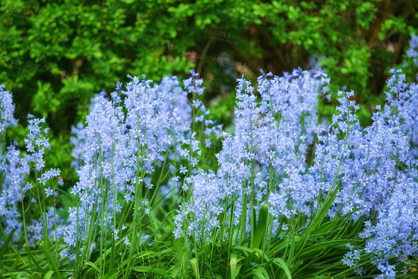 Buy stock photo Blue flora blooming in a lush grassy meadow. Bluebell Scilla Siberica flowers growing in a quiet peaceful private home or botanical garden with vibrant green plants growing around it in summer.